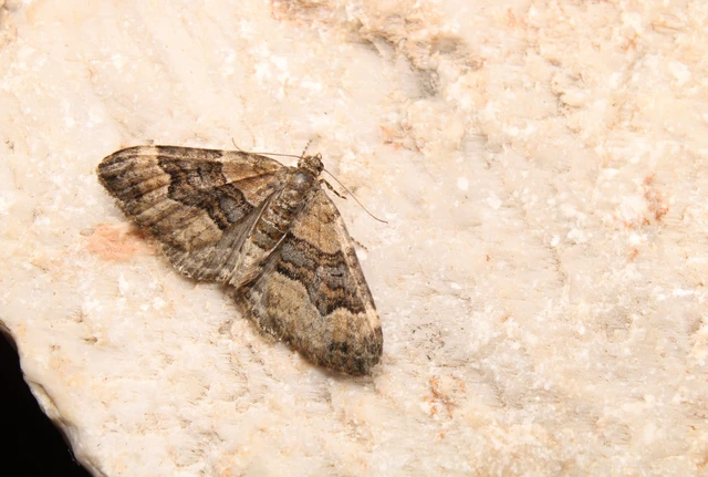 Xanthorhoe biriviata - kétsávos tarkaaraszoló