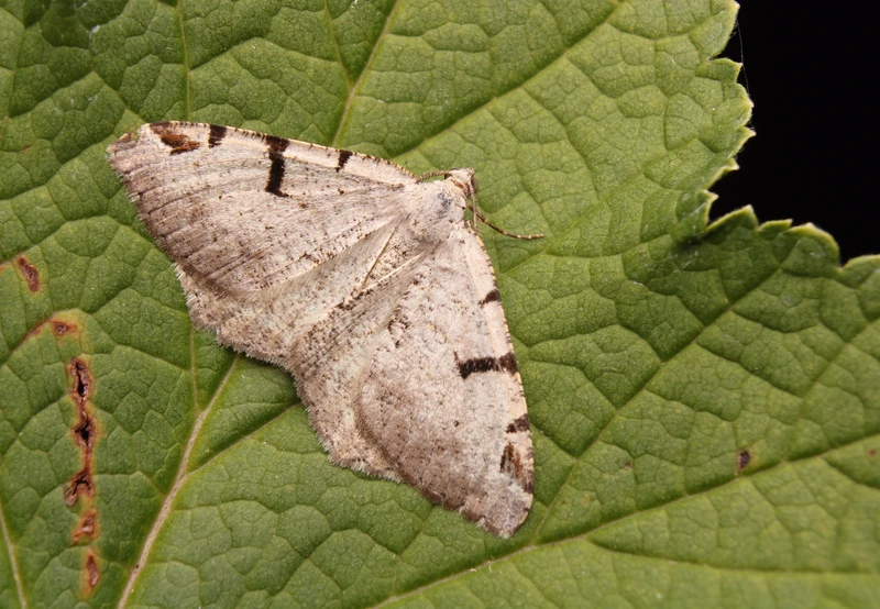 Macaria wauaria - ribiszkearaszoló