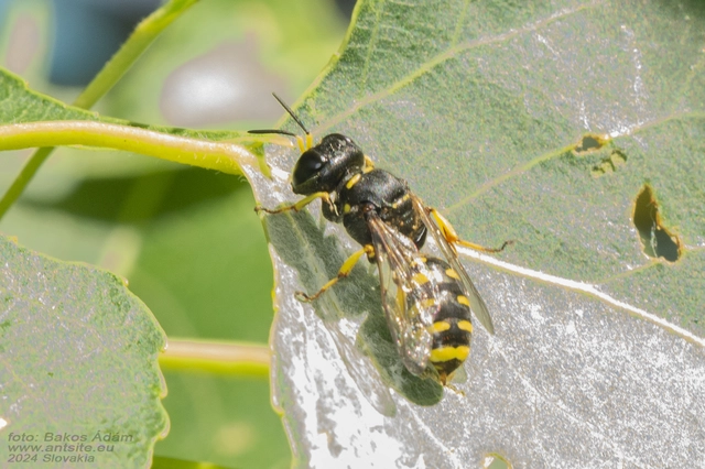 Ectemnius
