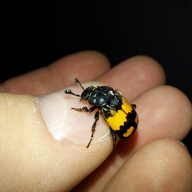 Nicrophorus vespilloides - feketecsápú temetőbogár