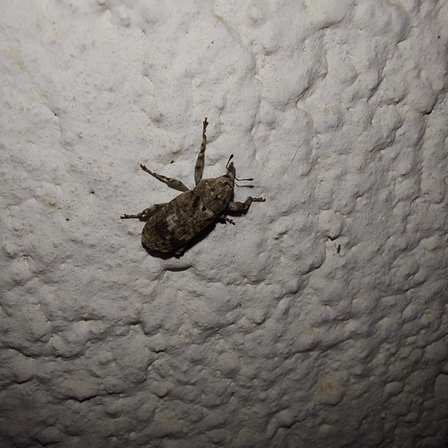 Gasterocercus depressirostris - laposorrú ormányos
