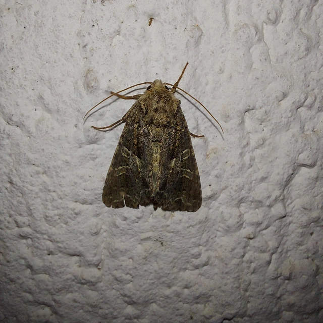 Sideridis rivularis - vörhenyes szegfűbagoly