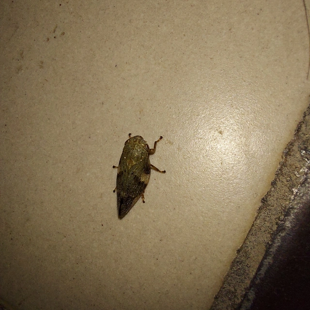 Aphrophora alni