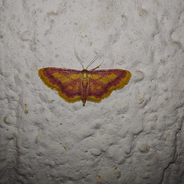 Idaea muricata - mocsári pirosaraszoló