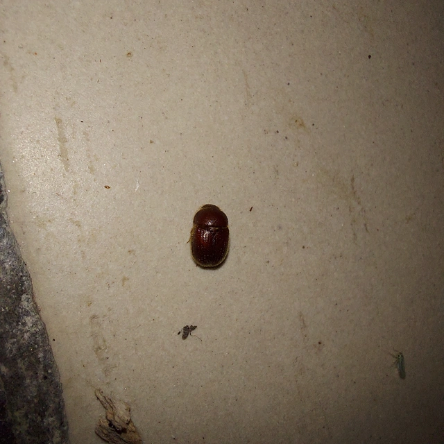 Ochodaeus chrysomeloides - alkonyati homoktúróbogár Ochodaeus chrysomeloides - alkonyati homoktúróbogár