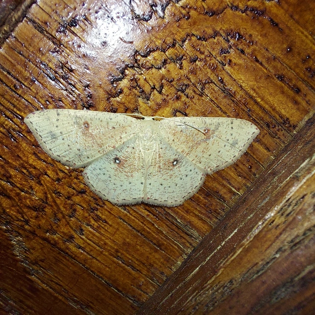 Cyclophora porata - körös pettyesaraszoló