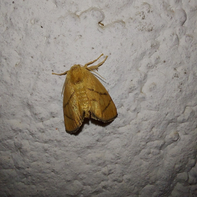 Apoda limacodes - kagylólepke