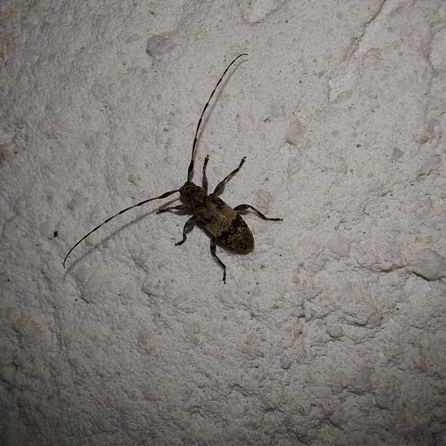 Leiopus nebulosus - öves gesztcincér