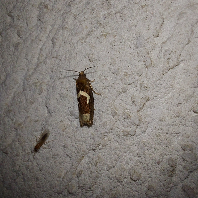 Epiblema foenella - kampósfoltú tükrösmoly