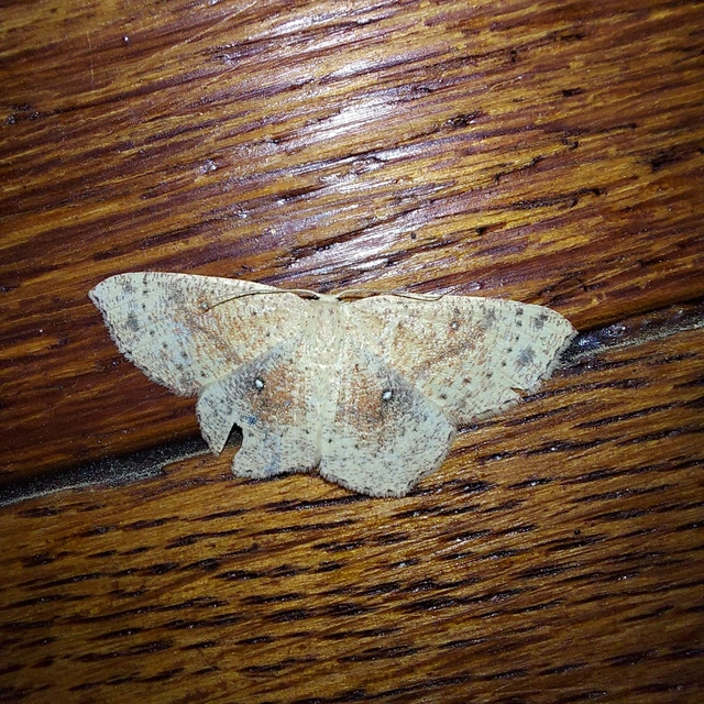 Cyclophora porata - körös pettyesaraszoló