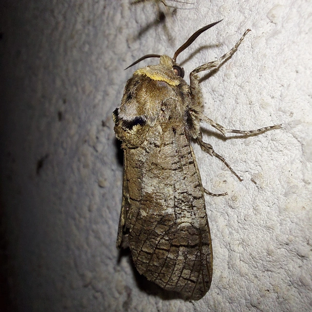 Cossus cossus - fűzfarontólepke