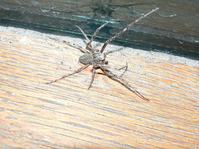Larinioides ixobolus - ereszalji keresztespók