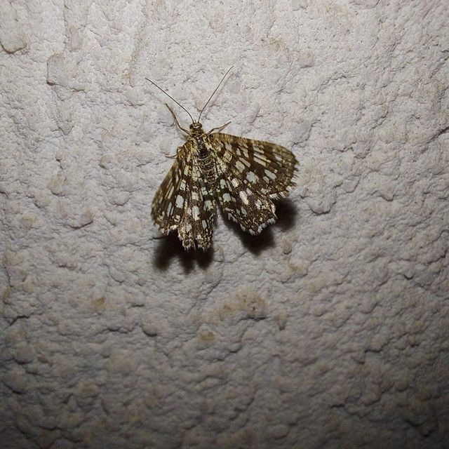 Chiasmia clathrata - rácsos rétiaraszoló