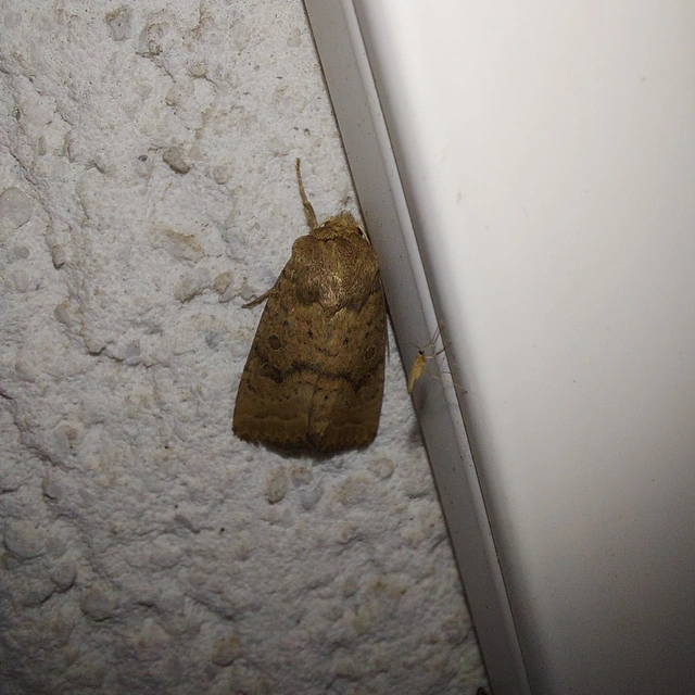 Hoplodrina octogenaria - barna selymesbagoly