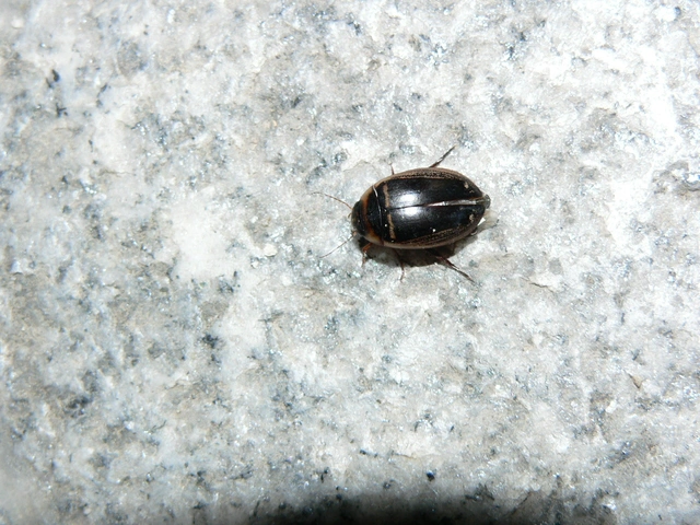 Hydaticus transversalis - harántsávos mocsáricsíkbogár
