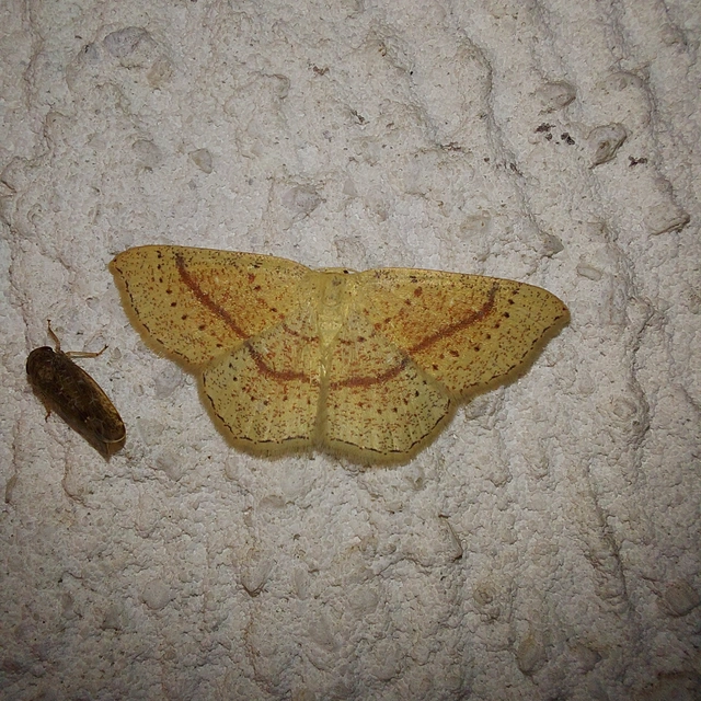 Cyclophora quercimontaria - tölgy-pettyesaraszoló