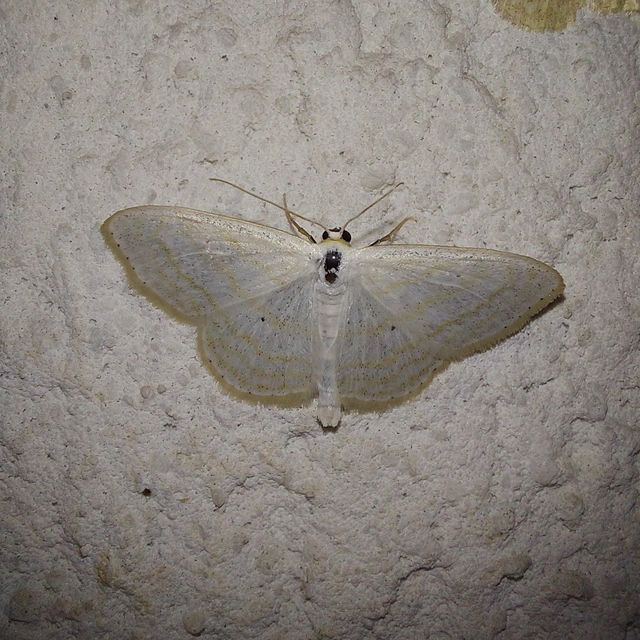 Scopula immutata - réti fehéraraszoló