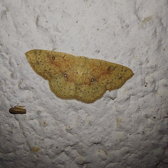 Cyclophora porata - körös pettyesaraszoló