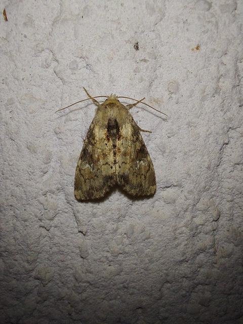 Loscopia scolopacina - csinos dudvabagoly