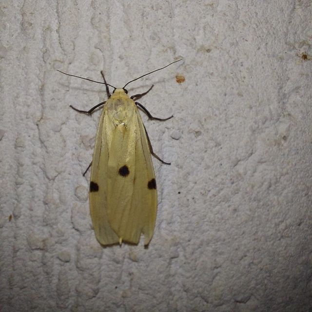 Lithosia quadra - négypettyes zuzmószövő