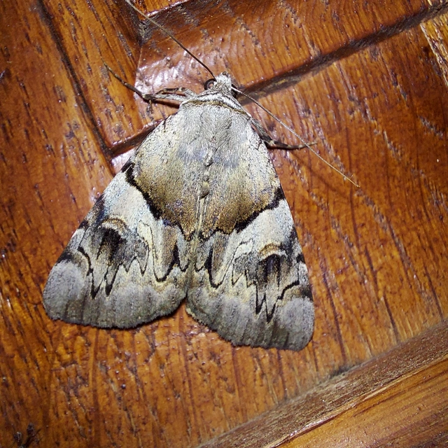 Catocala fulminea - galagonya-övesbagoly