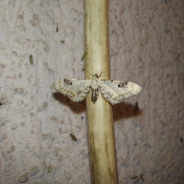 Eupithecia centaureata - búzavirág-törpearaszoló