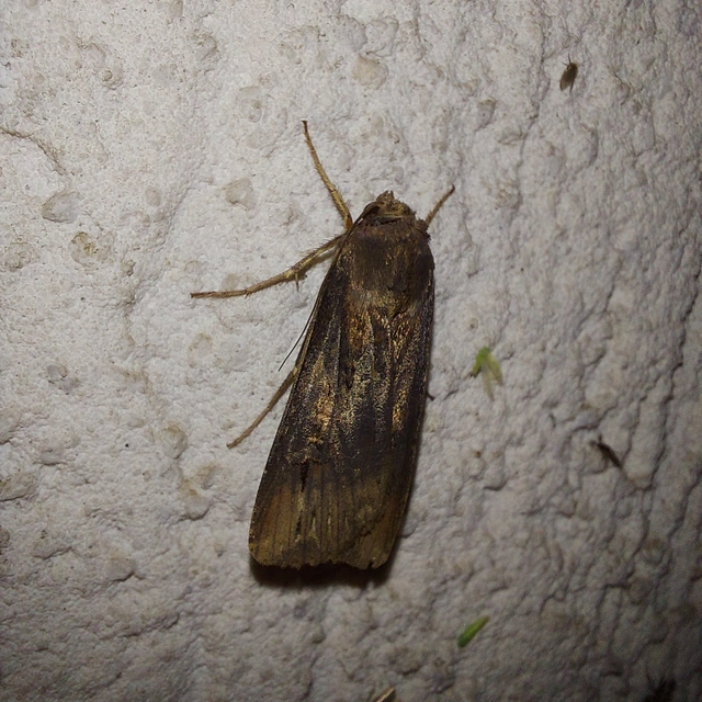 Agrotis ipsilon - nagy földibagoly