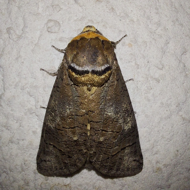 Cossus cossus - fűzfarontólepke