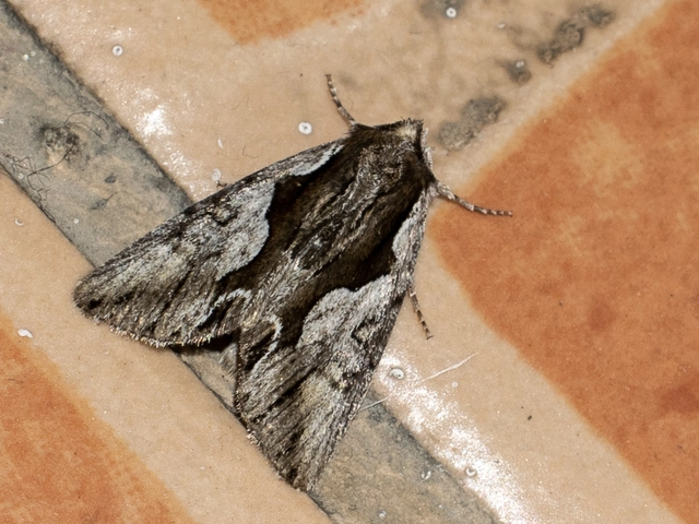 Calliergis ramosa - lonc-apróbagoly