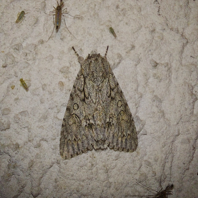 Acronicta aceris - vadgesztenye-szigonyosbagoly