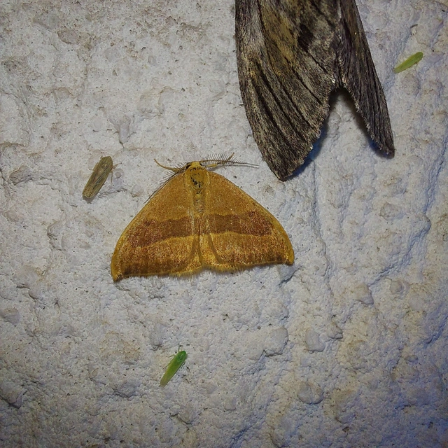Watsonalla cultraria - bükkfa-sarlósszövő