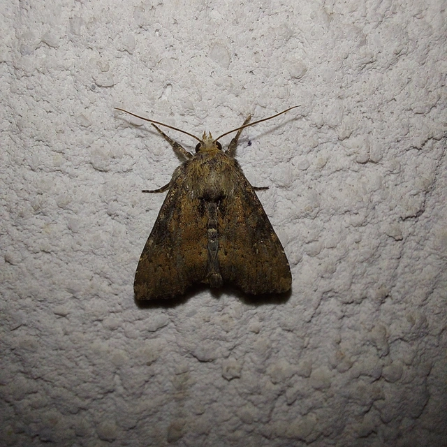 Loscopia scolopacina - csinos dudvabagoly