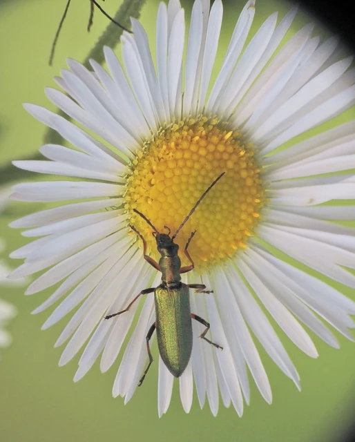 Chrysanthia geniculata - feketecsápú álcincér