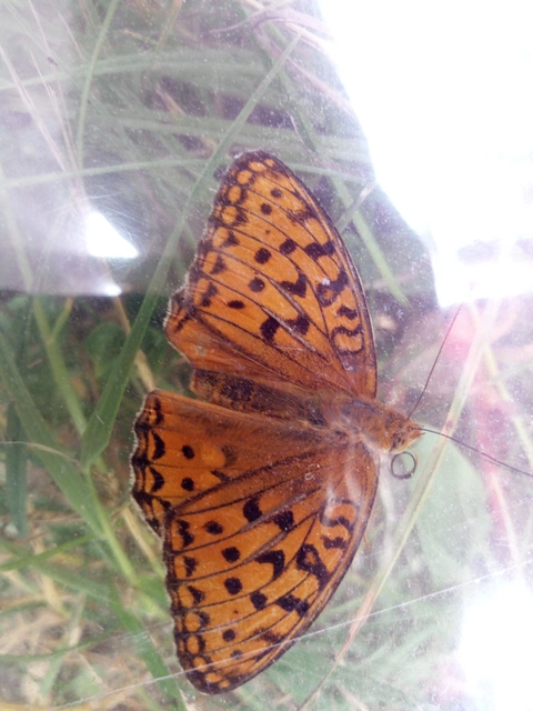 Argynnis adippe - ezüstös gyöngyházlepke