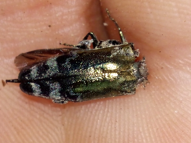 Coraebus fasciatus - szalagos díszbogár Coraebus fasciatus - szalagos díszbogár