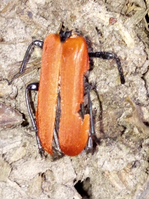 Pyrochroa
