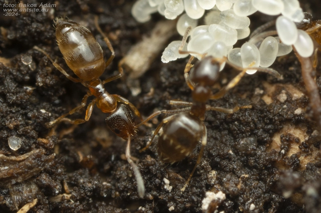 Plagiolepis pygmaea - lapos törpehangya