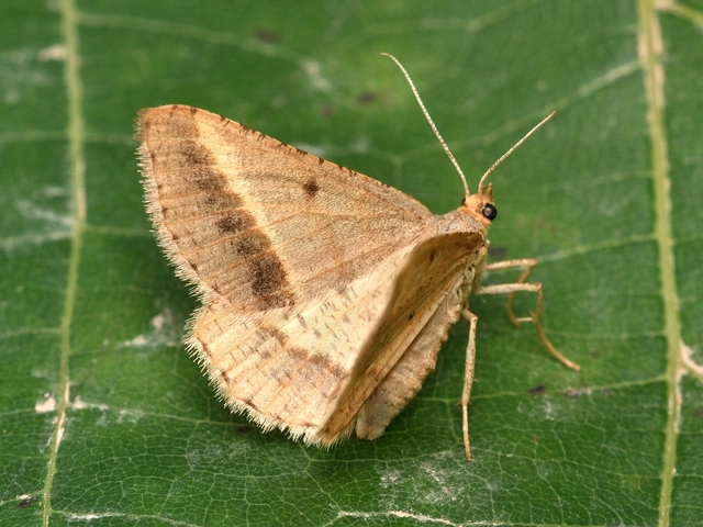 Tephrina arenacearia - lucerna-araszoló