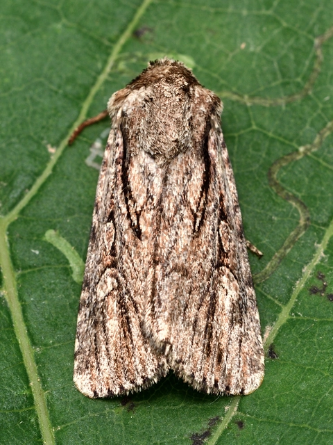 Dichagyris signifera - pompás földibagoly