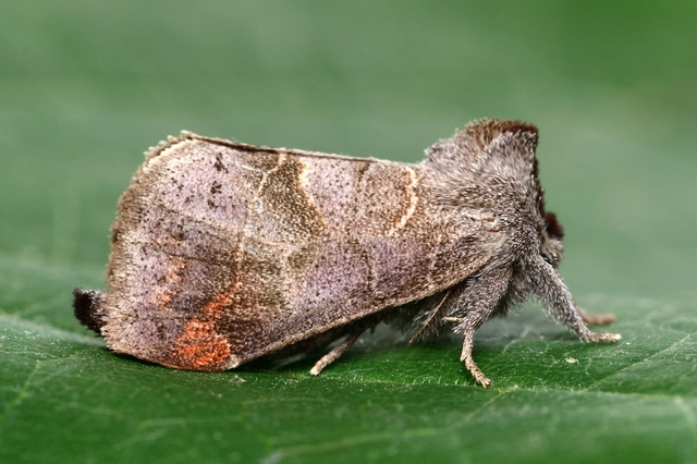 Clostera pigra - apró levélszövő