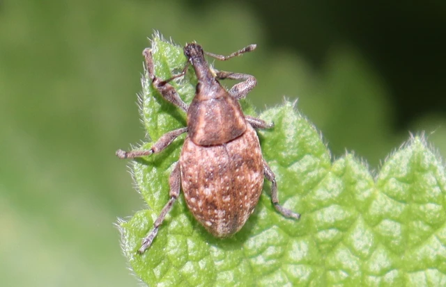 Lepyrus capucinus - pettyes fűzormányos