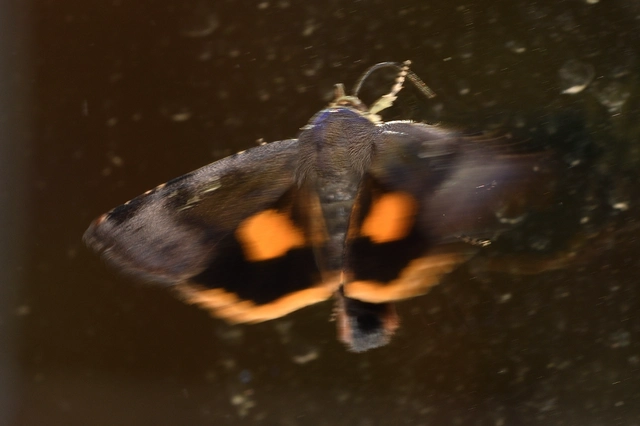 Noctua janthina - tarka sárgafűbagoly