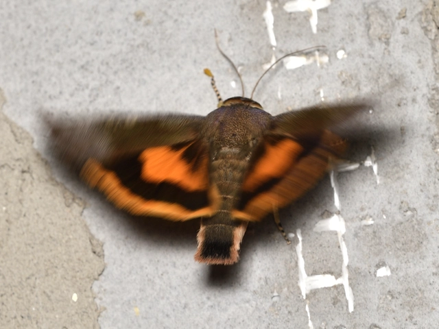 Noctua janthe - lappangó sárgafűbagoly