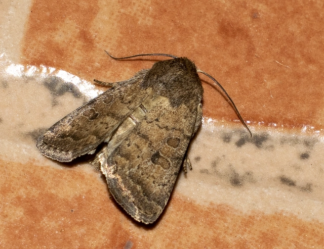 Hoplodrina octogenaria - barna selymesbagoly