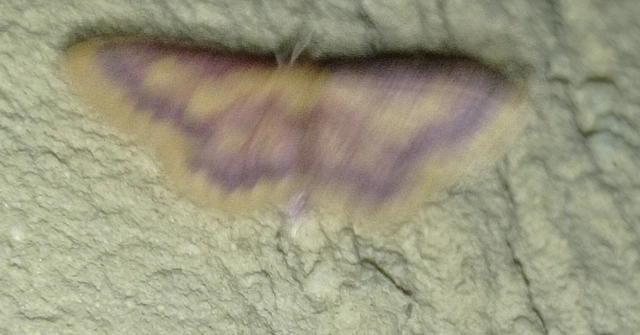 Idaea muricata - mocsári pirosaraszoló