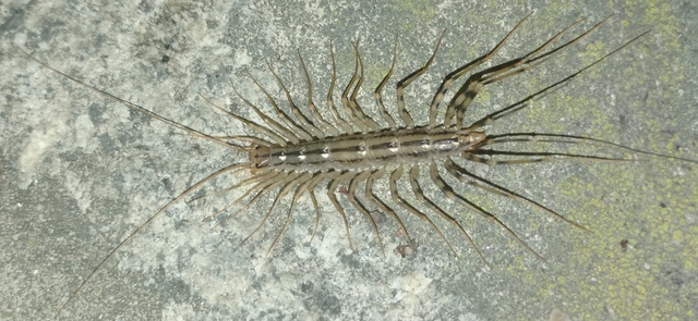 Scutigera coleoptrata - légyölő pókszázlábú