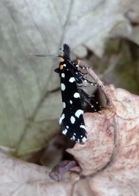 Euplocamus anthracinalis - fésűscsápú korhadékmoly