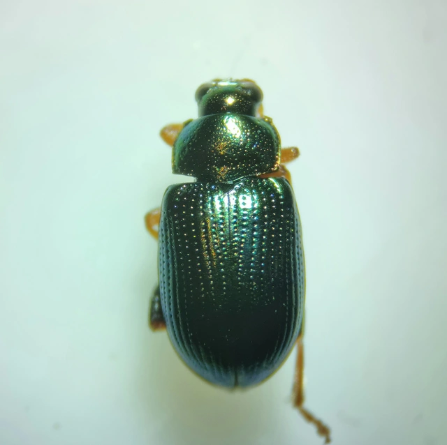 Crepidodera
