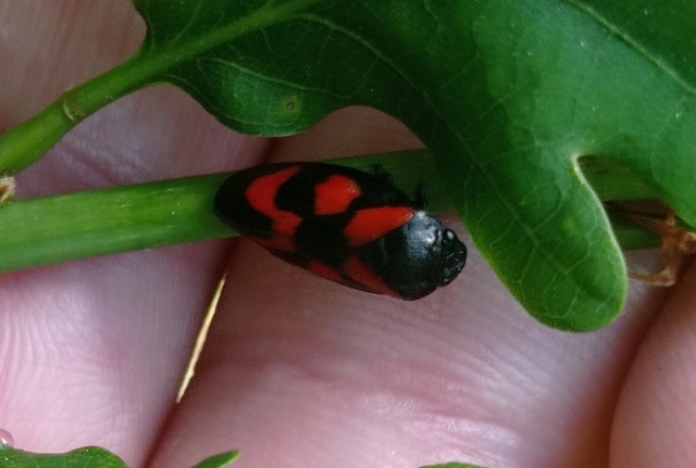 Cercopis vulnerata