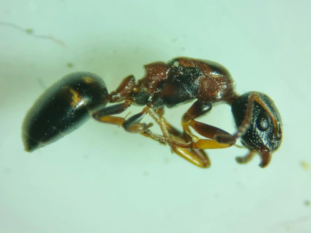Dolichoderus quadripunctatus - négypettyes erdeihangya